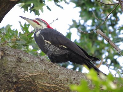 Pileated Woodpecer