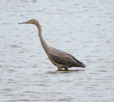 Reddish Egret