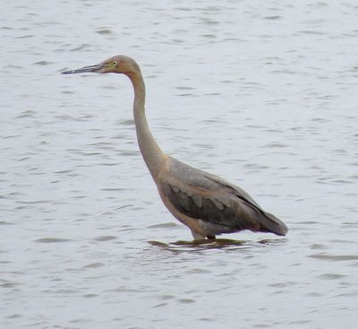 Reddish Egret