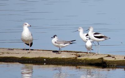 Ring-Billed Gull, Franklin's Gull, Forster's Tern and American Avocets