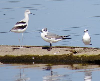 American Avocet, Franklin's Gull And Forster's Tern