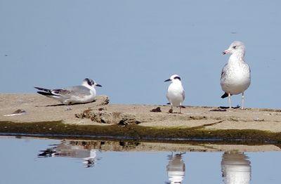 Franklin's Gull, Forster's Tern and Ring-Billed Gull