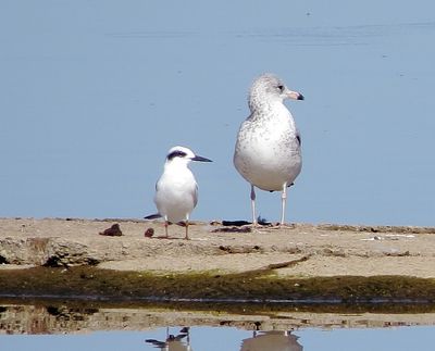 Forster's Tern (left) and Ring-Billed Gull