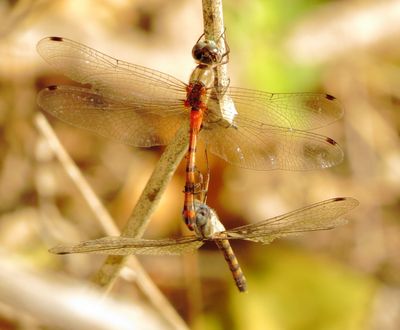 Blue-Faced Meadowhawk
