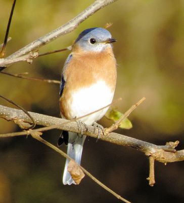 Eastern Bluebird