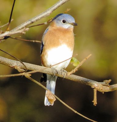 Eastern Bluebird