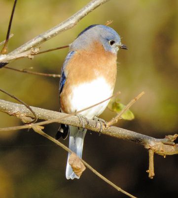 Eastern Bluebird