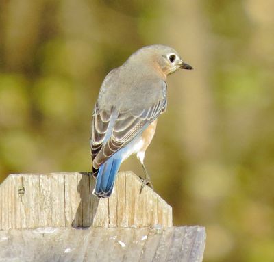 Eastern Bluebird