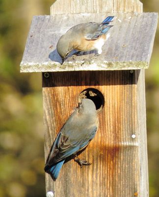 Eastern Bluebird
