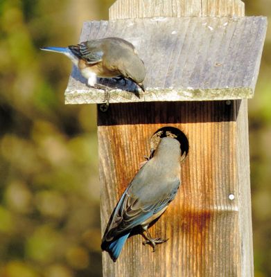 Eastern Bluebird