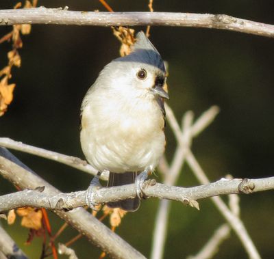 Tufted Titmouse