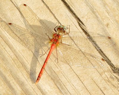 Blue-Faced Meadowhawk