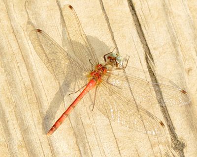 Blue-Faced Meadowhawk