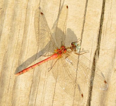 Blue-Faced Meadowhawk