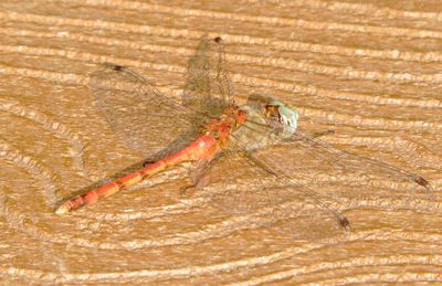 Blue-Faced Meadowhawk