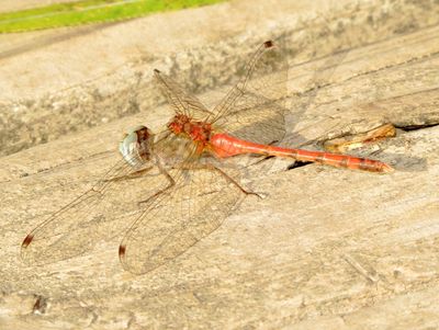 Blue-Faced Meadowhawk