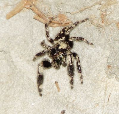 Canopy Jumping Spider