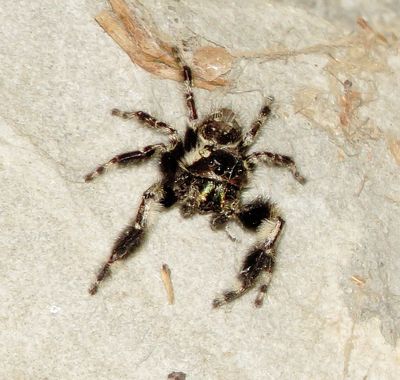 Canopy Jumping Spider
