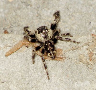 Canopy Jumping Spider