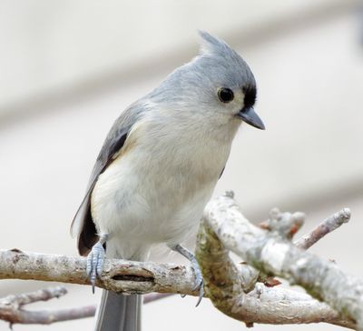 Tufted Titmouse