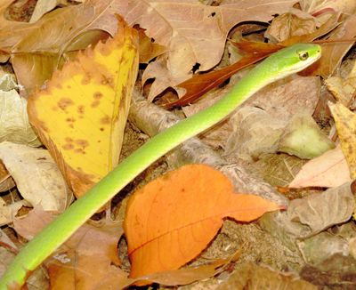 Rough Greensnake