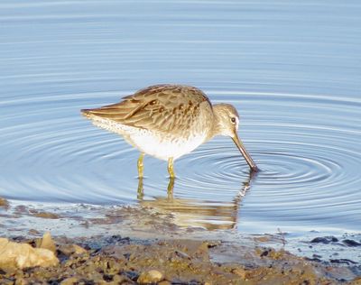 Long-Billed Dowitcher