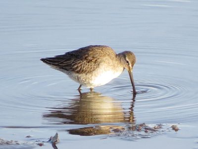 Long-Billed Dowitcher