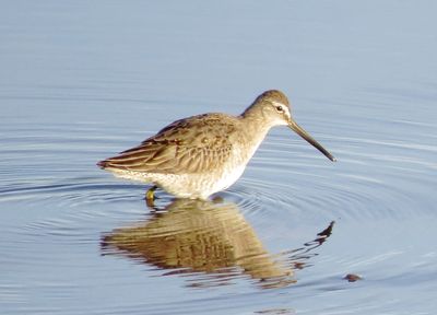 Long-Billed Dowitcher
