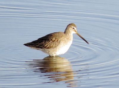 Long-Billed Dowitcher