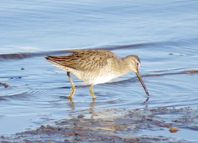 Long-Billed Dowitcher