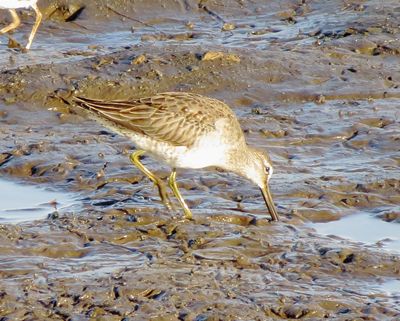 Long-Billed Dowitcher