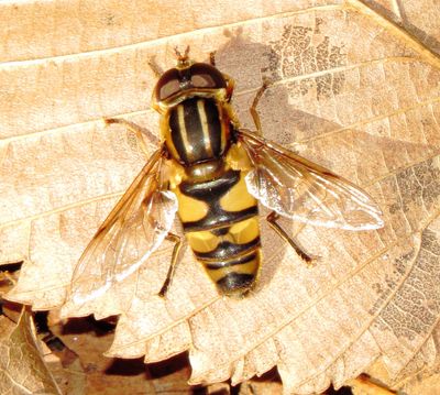Narrow-Headed Marsh Fly