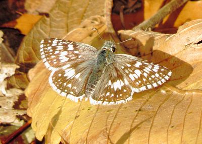 Common Checkered Skipper