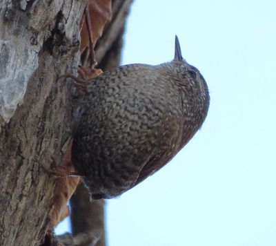 Winter Wren