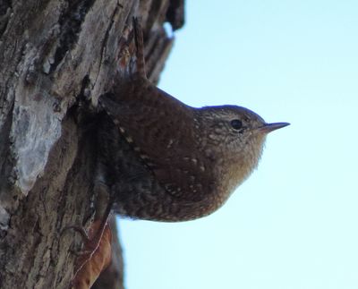 Winter Wren