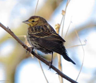 Red-Winged Blackbird