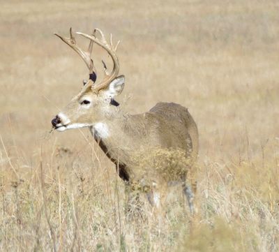 White-Tailed Deer