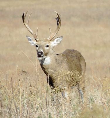 White-Tailed Deer