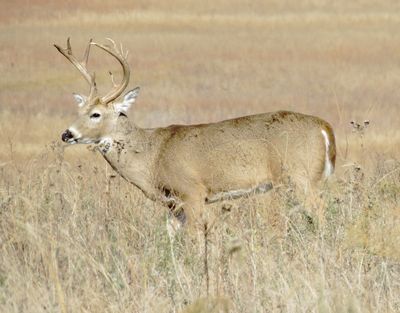 White-Tailed Deer