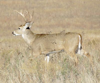 White-Tailed Deer