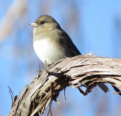 Dark-Eyed Junco