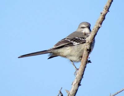 Northern Mockingbird
