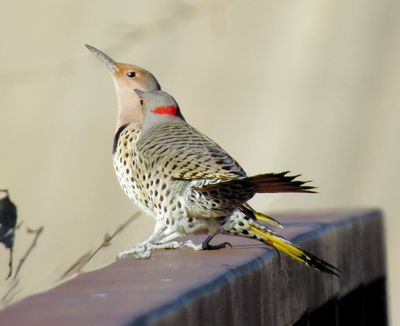Northern Flicker