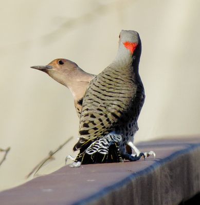Northern Flicker