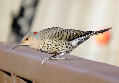 Northern Flicker
