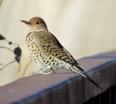 Northern Flicker