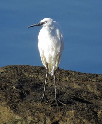Reddish Egret