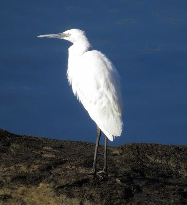 Reddish Egret