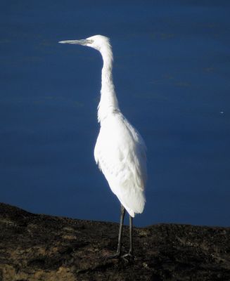 Reddish Egret