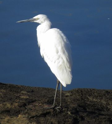 Reddish Egret